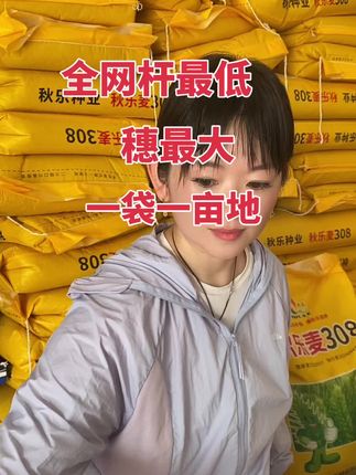 #高产优质小麦品种 #小麦收割机 #小麦高产管理方案