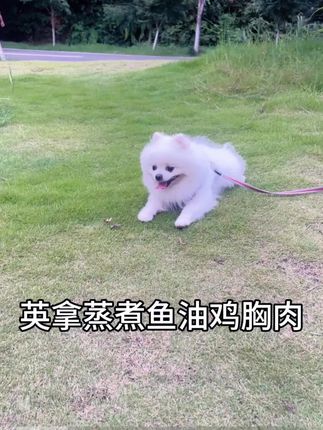 宠物零食英拿鱼油鸡胸肉#家有宠物 #宠物吃货 #家有馋狗 #小博美