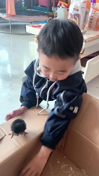 #爱玩小鸡的小男孩 早边醒了看小鸡,他说他小鸡叫他起床了😂