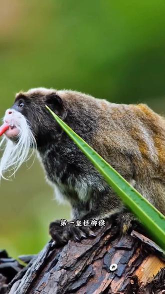 大自然神奇-百面猴众生相