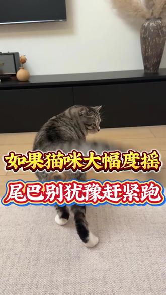 如果猫咪突然大幅度摇尾巴,别犹豫赶紧跑!#猫咪#猫咪的迷惑行为#萌宠#萌宠出道计划#萌宠日常记录