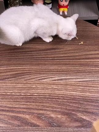 萌宠摇篮主食猫饭也有羊毛活动了!#猫饭 #主食猫饭 #哆咪是只猫 #好物推荐🔥 #好物分享
