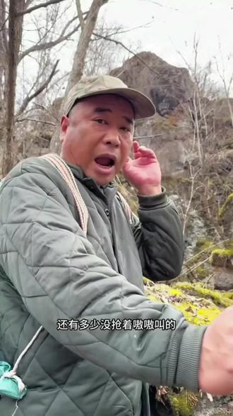 黄金草又名嗷嗷叫对环境有要求,新鲜风干晾晒开水冲泡淡淡的青草香口感不错 #嗷嗷叫 #黄金草 #中年男人 #我的乡村生活 #三农