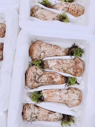 接单中新鲜松茸#松茸 #汇丰土特产 #新鲜松茸 #抖音美食推荐