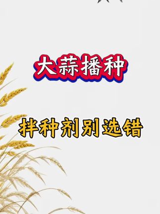 大蒜播种 拌种剂别选错#农业种植#大蒜管理#农业#三农#大蒜种植