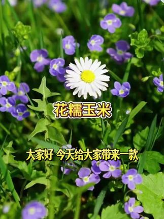 新鲜花糯玉米现摘甜糯多汁带皮当季减脂代餐苞谷#神奇地理 #中国领土面积 #中国旅游地图 #西北地区