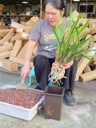 养兰花,你用的是什么土 #兰花 #兰花种植 #兰花植料