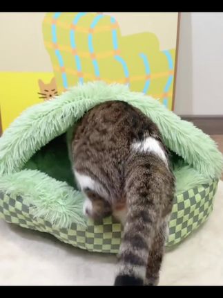 猫窝狗窝加厚半封闭宠物窝贝壳睡眠窝秋冬季保暖长毛绒猫窝可水洗