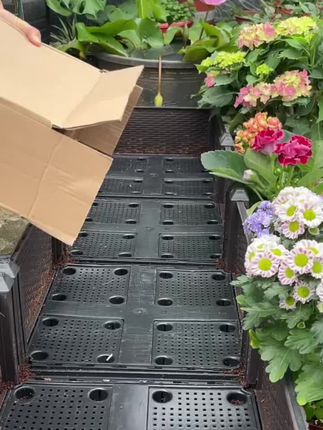 #爱生活爱养花 #园艺 #花卉绿植养花