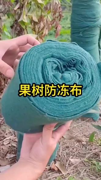 树干防寒裹树布,植物冬季保温棉布缠树带园林包树无纺布防护围挡布条 #树干防寒裹树布 #好东西一起分享 #种植小技巧 #好物推荐🔥 #分享植保小知识