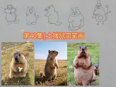 第40集|土拨鼠简笔画,超萌简笔画!各种可爱小动物来了 #简笔画教程 #手绘画 #土拨鼠#真实经验分享计划