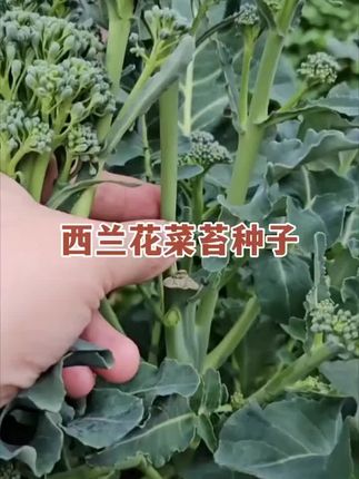 想在家种菜又怕麻烦?试试【西兰苔种子】吧!四季可种,盆栽也能丰收,绿色健康超简单!🌿🥬 #蔬菜种子 #农业种植