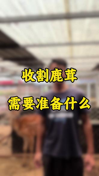 收割鹿茸需要准备什么 #收割鹿茸需要准备什么 #小金萌宠 #鹿茸