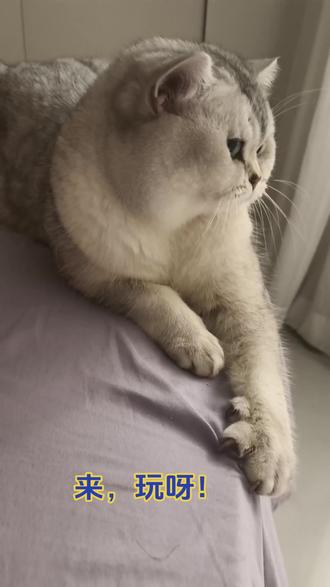 救命!这猫被揪胡子也太会装凶了😼
👉谁懂啊!奶凶小猫咪龇牙也像在撒娇🥹
快艾特你的冤种闺蜜来看萌物暴击💥#猫咪 #上热搜 #银渐层 #猫咪的日常 #全抖音的肥猫都在这个bgm里了