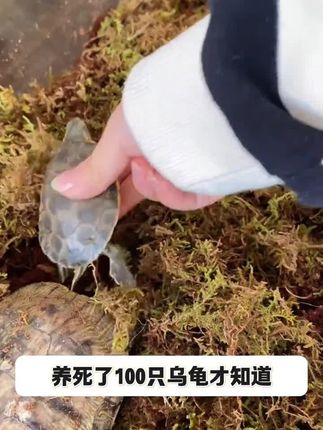 #乌龟冬眠套装 #乌龟越冬神器 #龟龟冬眠