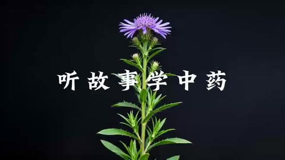 听故事学中药,今天讲马兰的故事
#听故事学中药#马兰