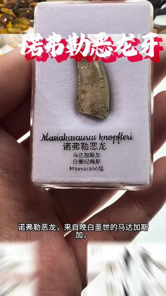 马达加斯加晚白垩世的小型兽脚类恐龙 #古生物#化石#恐龙牙齿#马达加斯加