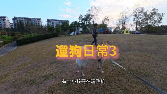 狗狗和小孩子的适配度#土松 #土松犬 #遛狗