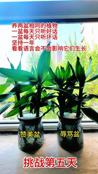 第5集 | 相同植物,一盆只赞美,一盆只贬低,一年之后有什么区别?#富贵竹#语言暴力到底有多可怕 #语言的力量 #赞美 #赞美效应