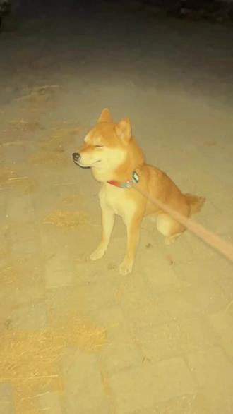 一个鞭炮直接吓完了#狗狗 #鞭炮一响黄金万两