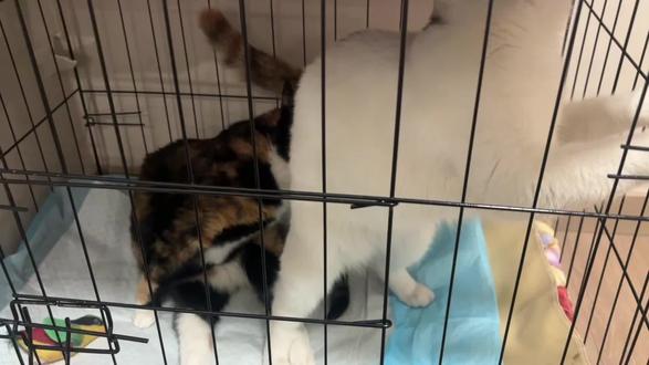 哈哈哈哈被椰子的屁股臭到了#瘫痪猫 #猫咪