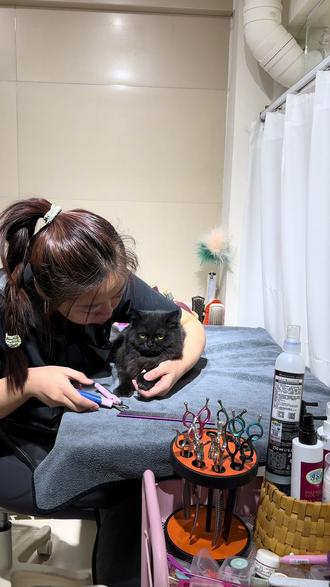 喵de洗澡初体验vlog#奥莉 #宠物洗澡 #猫咪洗护 #赤峰宠物店 #伊珊娜洗护