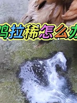 #三农养殖#农村散养土鸡#农村创业养殖#鸡拉稀过料#养鸡小妙招
