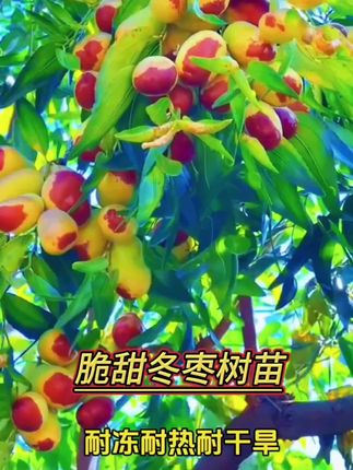 这个冰糖枣喜欢吃枣子的你一定不能错过、它核小肉厚、脆甜多汁、耐寒耐旱南北方都可以栽种、盆栽地栽都可以#果树苗基地供应 #枣树苗 #果树苗种植 #果树苗 #常见庭院果树推荐