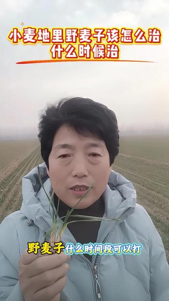 小麦地野麦子防治,怎么喷药,喷什么药,该什么时间段喷药#农业知识#农村