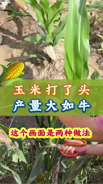 玉米种植管理。玉米打了头,产量大如牛#三农 #农业种植 #玉米种植 #玉米高产 #玉米金大棒
