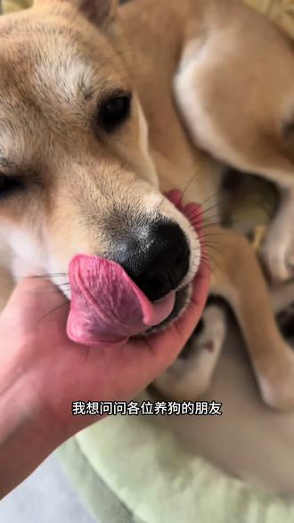 有懂的朋友分享一下方法吗?昨天医生说到我的心理防线都崩塌了🤯#我和我的狗 #是宠物也是家人 #毛孩子也是孩子