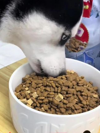 木森推荐 #狗粮 麦富迪狗狗爆款主粮尝鲜 超肉粒双拼冻干鲜粮犬粮 营养成幼犬粮#家用狗粮 #狗粮推荐 #狗狗粮食 #木森大舞台