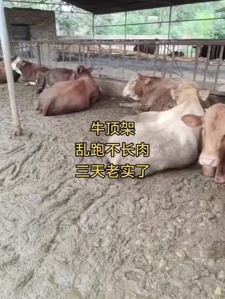 牛打架不老实,消耗能量不长肉,孕畜可用#肉牛#牛打架#养牛人#牛不老实