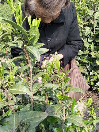 #我的乡村生活 #大山里的原生态 #与茶相伴的日子 #自家茶园 #爱喝茶的关注我