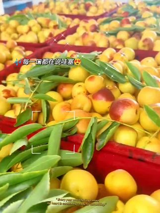 每一颗枣子都又脆又甜#冬枣 #现摘现发新鲜到家 #水果