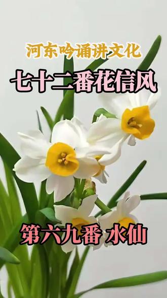 #水仙 自是水中仙,同步与君度#凛冬