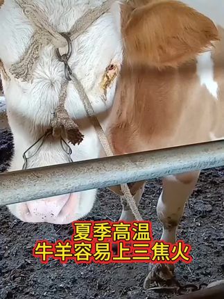 #繁殖母牛 #农村养牛 #养牛人