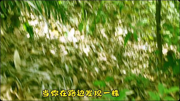 哪怕生于荒芜,也要开得热烈。
花尚且懂得向阳而生,我又何必困在过去?
后来我才明白,释怀不是忘记,而是允许一切发生。
哪怕没有释怀,也请好好生活。#石斑#电影感 #生活电影感