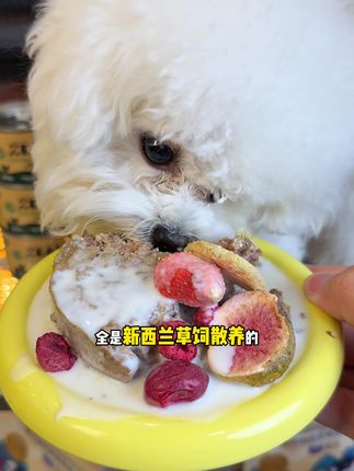 想要这个飞盘和罐头盖的真的要拼手速了,送完就没有了#zeal #zeal狗罐头 #养狗人 #狗罐头 #新手养狗