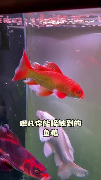 鱼鳍薄,怎么办? #蝴蝶鲤 的鱼鳍如果薄而透明势必会影响后期发鳍发尾,#养鱼 在前期打基础的时候非常关键,所有#观赏鱼 都不例外!#养鱼日记 #原创