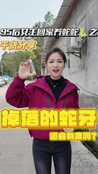 掉落的毒牙还有毒吗?#五步蛇 #三农 #采蛇毒的小姑娘 #涨知识 #热门