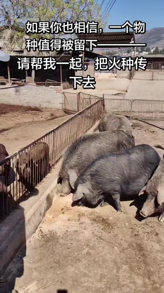 守了21年,种群慢慢恢复了…
可今年,我快扛不住了。资金链断了,地里的草也没有长出来。
网友们的年猪预订,让我喘了口气。但小猪每天都在出生,每天睁眼就是几百张嘴。我不想让这篇21年的故事,断在最后一章。