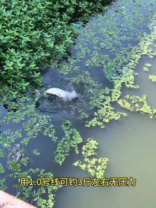 免调漂七星漂双钩线组套装,到手即可钓鱼,喜欢传统钓的钓友千万不要错过!#传统钓 #七星漂线组套装 #免调漂线组 #鱼线主线推荐