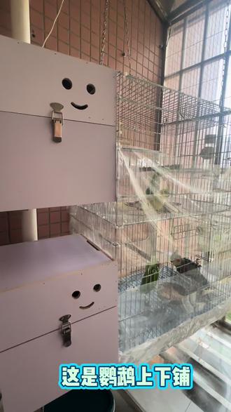 鹦鹉的受精蛋。#手养玄凤鹦鹉 #鹦鹉蛋