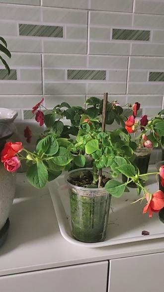 难养的玻璃翠#漂亮吧