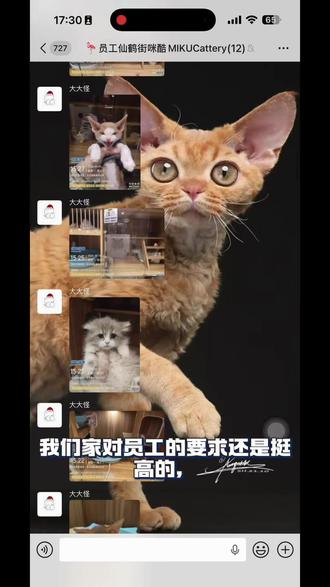 如果遇到小奶猫,身体冰凉、一动不动、叫声微弱……😭
新手爸妈是不是瞬间慌了神?别怕!我懂!
这是我刚经历过的惊魂72小时换来的血泪经验+兽医专业建议!幼猫失温是头号杀手,但正确处理能救它一命! 快收藏转发,希望你们永远用不上,但一定要知道!
⚠️ 第一步:判断失温(黄金3秒)
· 摸哪里:不要摸手脚!轻轻触摸猫咪的耳朵内侧、腹部和脚垫。
· 正常体温:应该是温热感的(38-39.5℃)。
· 失温表现:触感明显冰凉、身体蜷缩僵硬、反应迟钝、叫声微弱或无声。
❗️一旦发现,立刻行动,分秒必争!
🔥 第二步:紧急复温(核心救命步骤)
原则:由内向外慢热,拒绝局部烫伤!
1. 人体导热:立刻!马上!把小猫轻轻裹在毛巾里,贴在你的胸口或腹部,用你的体温温暖它。这是最安全有效的方法!🤱
2. “温水铠甲”:用毛巾包裹温热但不烫手的热水袋/暖宝宝(水温40-50℃),放在小猫身体两侧和背后,制造一个温暖的小窝。切忌直接接触皮肤!
3. 提升环境:关闭空调冷风,保持室温在28℃以上。
❌ 绝对禁止:
· 用电吹风直吹!(极易烫伤且带走水分)
· 泡热水澡!(会引发心脏骤停)
· 喂牛奶或强行灌食!(会呛死)
🍼 第三步:回暖后关键护理
当小猫身体变软、开始轻微动弹或叫唤后:
1. 能量补给:用猫咪专用羊奶粉(不要用人喝的牛奶!),按照说明冲泡,用针管(去针头)或奶瓶一滴一滴喂到嘴边,让它自己舔。少量多次,每2-3小时一次。
2. 持续保温:回暖后仍需在温暖环境中观察至少24小时,幼猫体温调节能力极差。
💖 最后的心得与提醒
我的小猫咪就是这样从死神手里抢回来的。现在它已经是个黏人的干饭王啦!🐾#德文 #德文卷毛猫 #新手养猫 #南京买猫