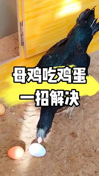 母鸡吃鸡蛋一招解决!#鸡吃鸡蛋#养鸡#三农#农村散养土鸡#养鸡人