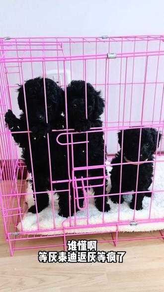 这仨灰泰迪崽怕不是基因突变了吧🤣
等返灰等疯了
#泰迪毛毛成精 #创作者中心 #创作灵感 #萌宠出道计划 #真实生活分享计划