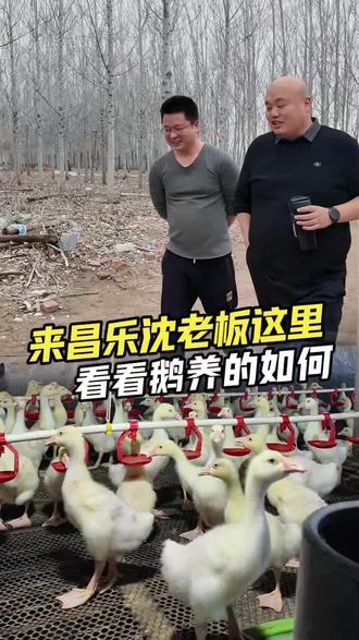 刘总去沈老板养殖场交流120天鹅养殖经验,顺道看看鹅养的怎么样 #优邦肉鹅饲料 #养殖技术交流分享 #养鹅 #老鹅