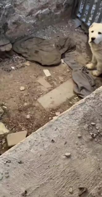 米花“唯一”抚养人和米花关系鉴赏#米花#子介#骏良